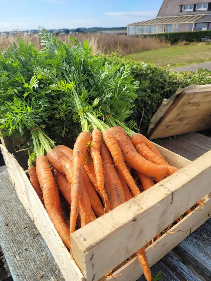 carottes bio plozevet